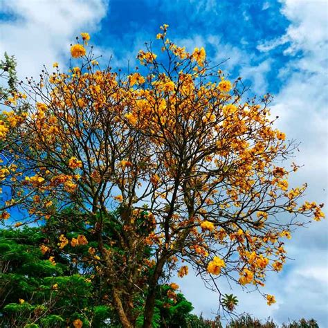 Florada Dos Ip S Encanta E Colore Cen Rio Urbano Em Jaragu Do Sul