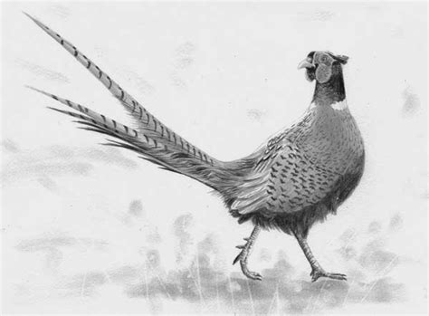 Pheasant Drawing Easy Pheasant Draw Step Drawing Dragoart Boconcwasupt