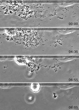 Time Lapsed Images Of Autoaggregation Of Wild Type X Fastidiosa Cells