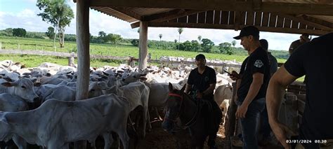 Governo de MS União e Paraguai trabalham juntos para recuperar gado