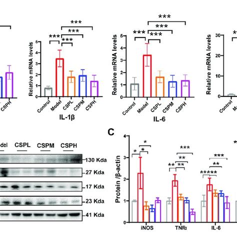 Csp Inhibits Inflammatory Cytokines In The Liver Of A Mouse Model Of