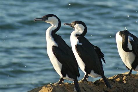 Black Faced Cormorant Tony Keene Birds