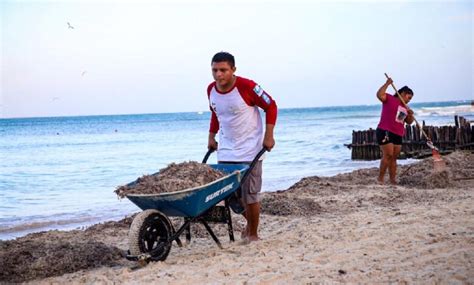 Avanza La Limpieza De Las Playas Y El Retiro Del Sargazo En Isla