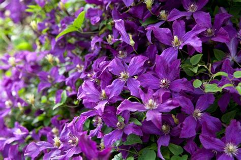 Clematis Edda Bbc Gardeners World Magazine