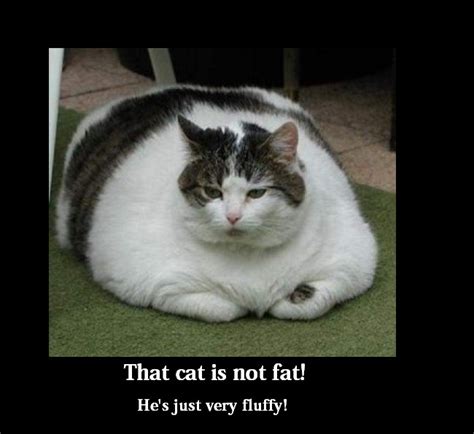 Funny fat cat by pokepaige16 on DeviantArt