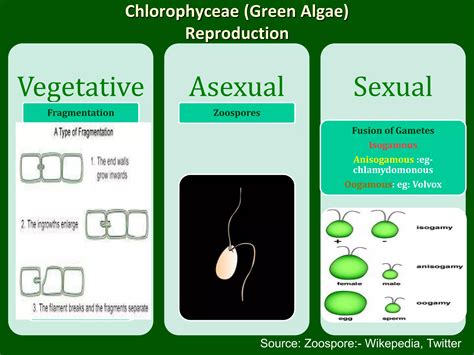 Algae General Characters And Classification PPT