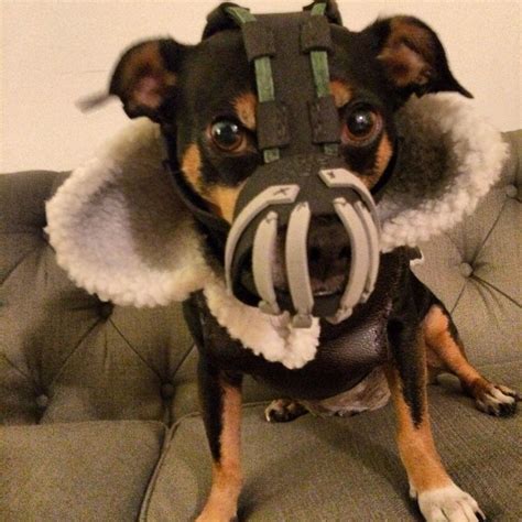 Dog Memes Dog Muzzle Dog Costume