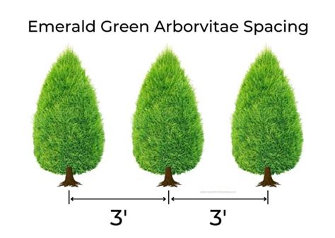 Emerald Green Arborvitae Spacing For Vigorous Growth Home For The Harvest