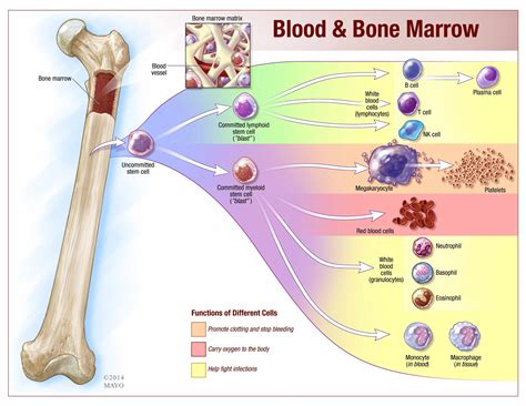 Bone Marrow Anatomy - Anatomical Charts & Posters