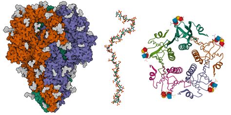 Pdb 101 Learn Guide To Understanding Pdb Data Exploring Carbohydrates