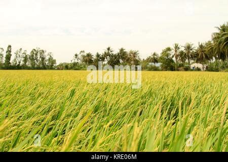 Rice Field In Mekong Delta An Giang Vietnam Ta Pa Rice Field Stock