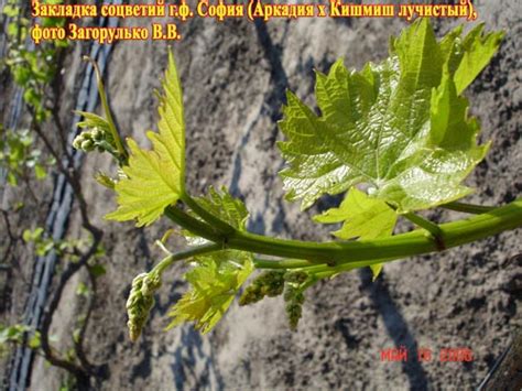 Описание сорта винограда София