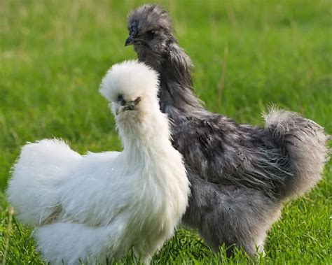 Silkie Chickens The Ultimate Guide All You Need To Know