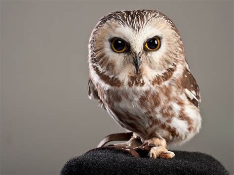 Saw Whet Owl Facts, Habitat, Diet, Life Cycle, Pictures