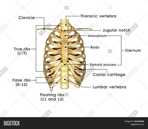 Rib Cage Anatomy Labeled Rib Cage Anatomy Vector Photo Free Trial 34710 ...