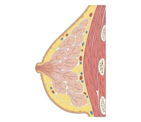 Cross Section Biomedical Illustration Of Structure Of Human 13537793