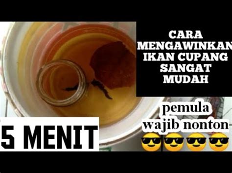 Cara Mengawinkan Ikan Cupang Agar Cepat Bertelur Pemula Wajib Nonton