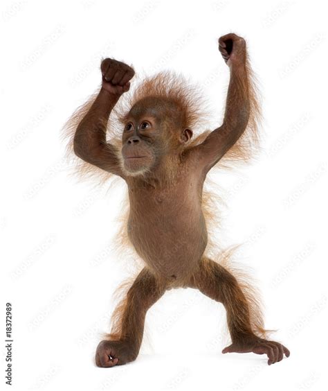 Baby Sumatran Orangutan, standing in front of white background Stock ...