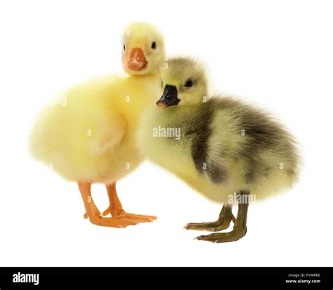 Ducklings Baby Swan Hi Res Stock Photography And Images Alamy