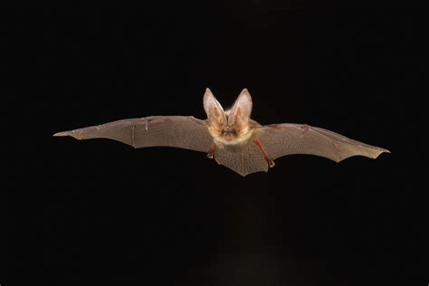 7 Things You Never Knew About The Brown Long Eared Bat Discover Wildlife