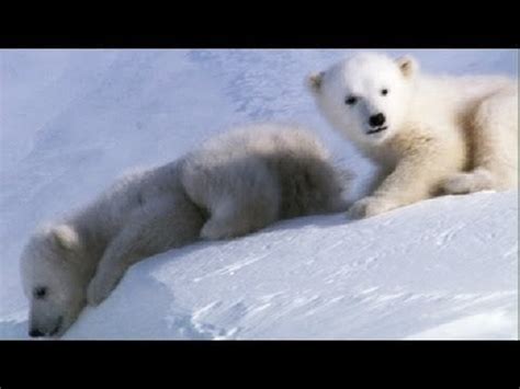 Polar bear mating takes place on the sea ice from April until late June ...