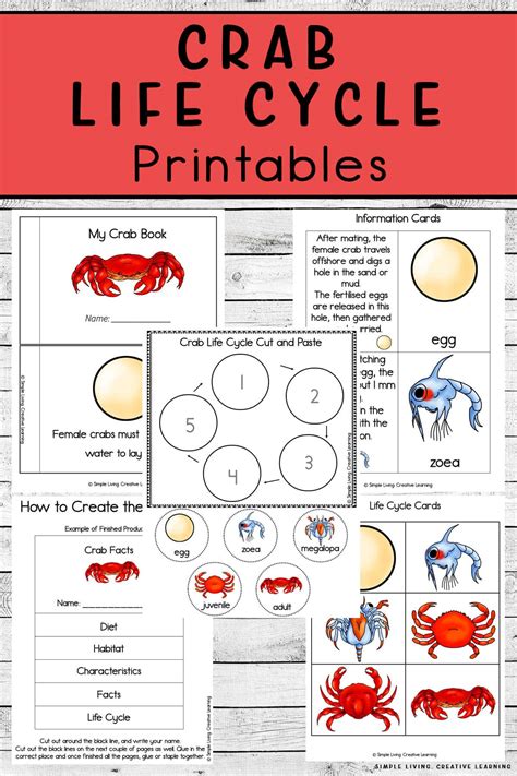 Crab Life Cycle Worksheets Free Homeschool Deals