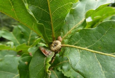 Дуб обыкновенный - описание, лечебные свойства дубовой коры, фото ...