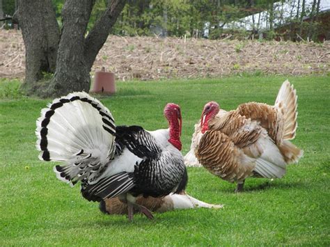 Heritage Turkeys for Thanksgiving 2015 | KW Homestead