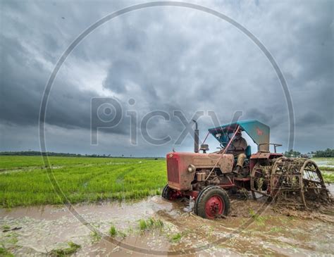 Download Paddy Cultivation images | 51 HD pictures and stock photos