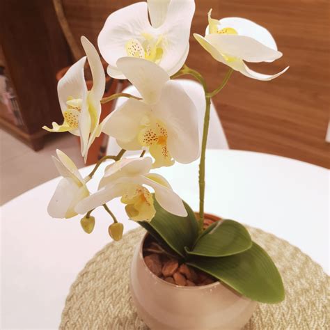 Arranjo De Orqu Dea Branca Vaso Tail Ndia Pequeno Nude Brasfama