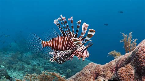 Spear A Lionfish Save A Reef How This Invasive Species Is Taking Over