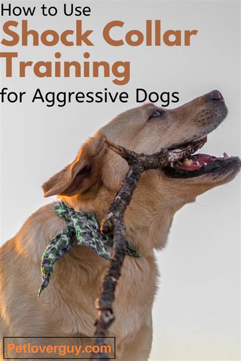 How To Use Shock Collar Training For Aggressive Dogs