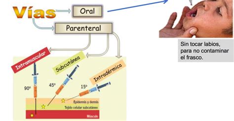 Sitios Anatomicos De Aplicacion [cepem Información Sobre Vacunas ]