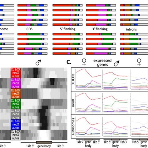 Distribution Of Chromatin States In D Miranda Across Genomic Features