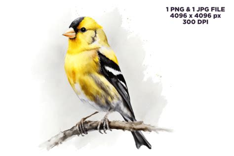 Watercolor American Goldfinch Clipart Graphic By Dukono · Creative Fabrica