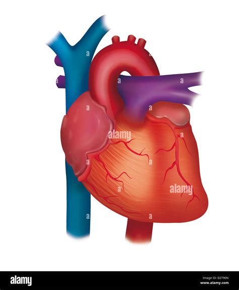 Anatomia Corazon Fotografías E Imágenes De Alta Resolución Alamy