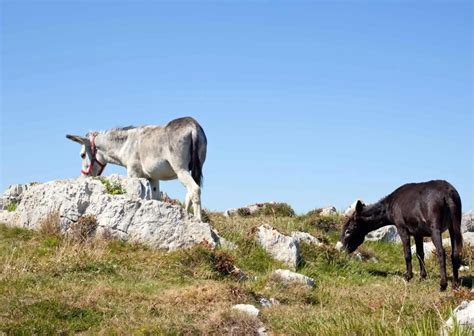 Donkey Habits - AnimalBehaviorCorner