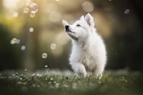 Cute Dog 4k Wallpapers - Top Free Cute Dog 4k Backgrounds - WallpaperAccess