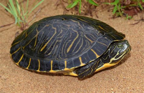 8 Types of Aquatic Turtles (With Pictures) - Reptiles Hub