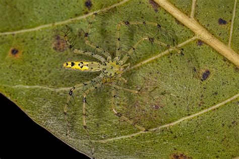 Premium Photo Adult Female Lynx Spider