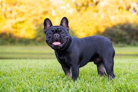 Black French Bulldog: Info, Pictures, Traits & Facts | Hepper