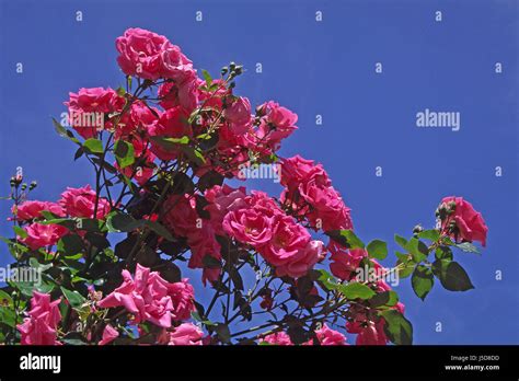 Climbing Rosevariety Morning Jewel Stock Photo Alamy