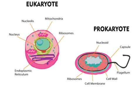 Bacteria are called prokaryotes whereas higher organisms are called ...