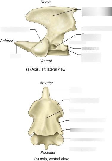 Cat Anatomy Axis Vertebrae Diagram Quizlet