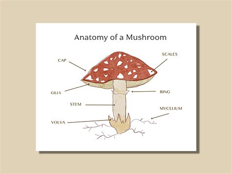 Anatomy of a Mushroom Printable Worksheet, Poster Mushroom Study - Etsy