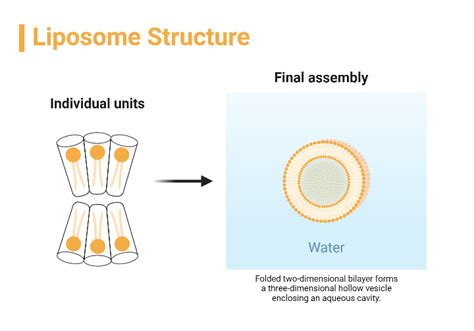 Liposome Structure | BioRender Science Templates