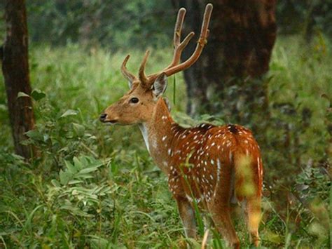 36 best images about Wildlife Sanctuaries in Maharashtra on Pinterest ...