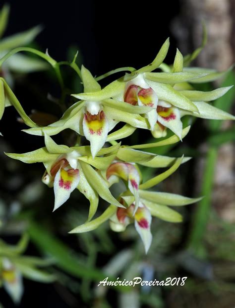 Orquídeas Soltas Dendrobium Officinale