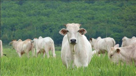 Alimentação De Gado De Corte Guia Básico Para Te Orientar