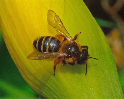 Wight Bumblees The Yellow Legged Mining Bee